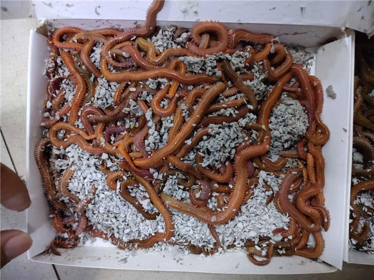 饵海蚂蝗海蜈蚣海钓鱼饵料海沙蚕活饵 红沙蚕55克(1盒)限江浙沪地区