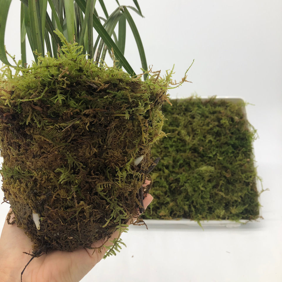 蝴蝶兰石斛种植兰花青苔乌龟蜥蜴蛇冬眠垫材保湿1斤精选特级干苔藓