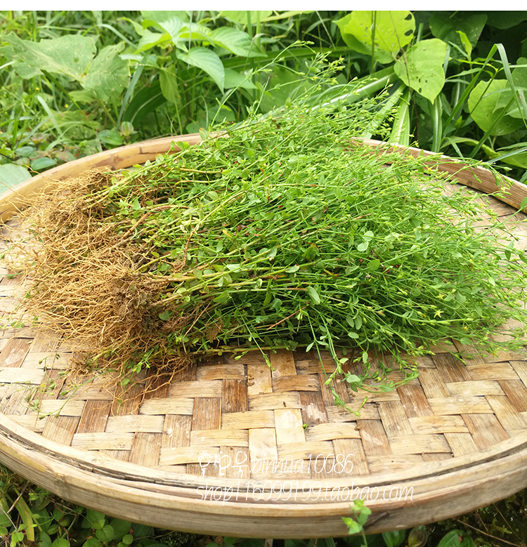 【官方旗舰】田基黄 地耳草新鲜晒干地雀舌草500g田基黄中药材【图片