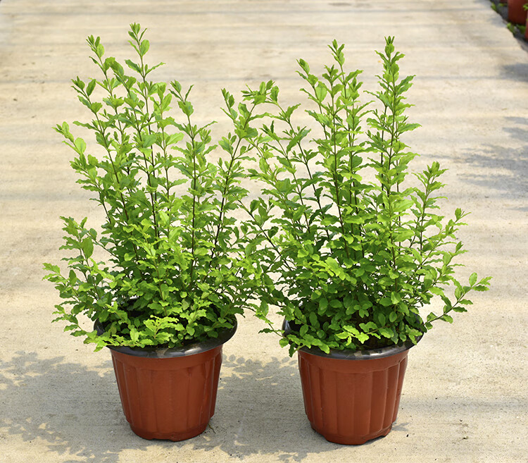 亮金女贞花叶六道木新品彩叶树室外地栽盆栽好养易活耐热耐寒 亮金