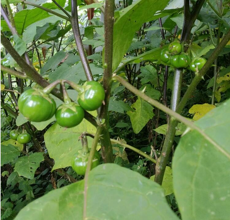 苦子果 云南德宏少数民族特色 苦茄 洋苦子 小茄子蔬菜生鲜 1kg