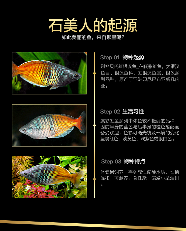 vieruodis石美人鱼热带红苹果红尾黄金鸽子美人蓝电光彩虹刚果美人鱼