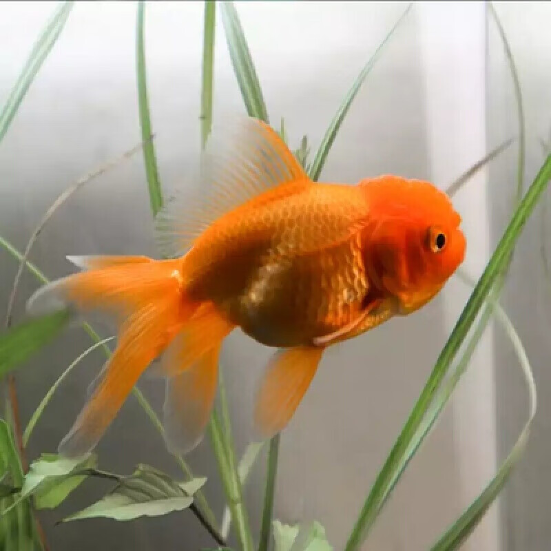 头金鱼活体鸿运当头自养冷水观赏鱼苗大小型好养耐活 白狮12cm左右2条