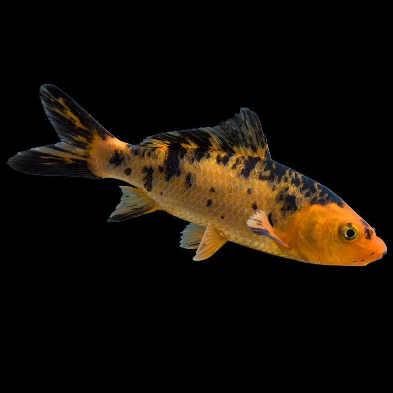 金鱼锦鲤活鱼好养耐活观赏鱼冷水淡水鱼宠物活物鱼苗批发送饲料锦鲤