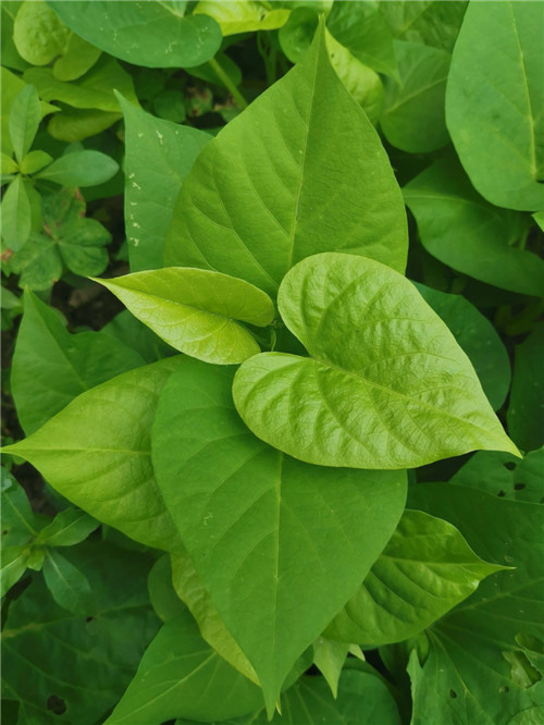四季种植阳台庭院红薯苗白薯叶地瓜叶农家蔬菜绿色 密节薯叶-100棵苗