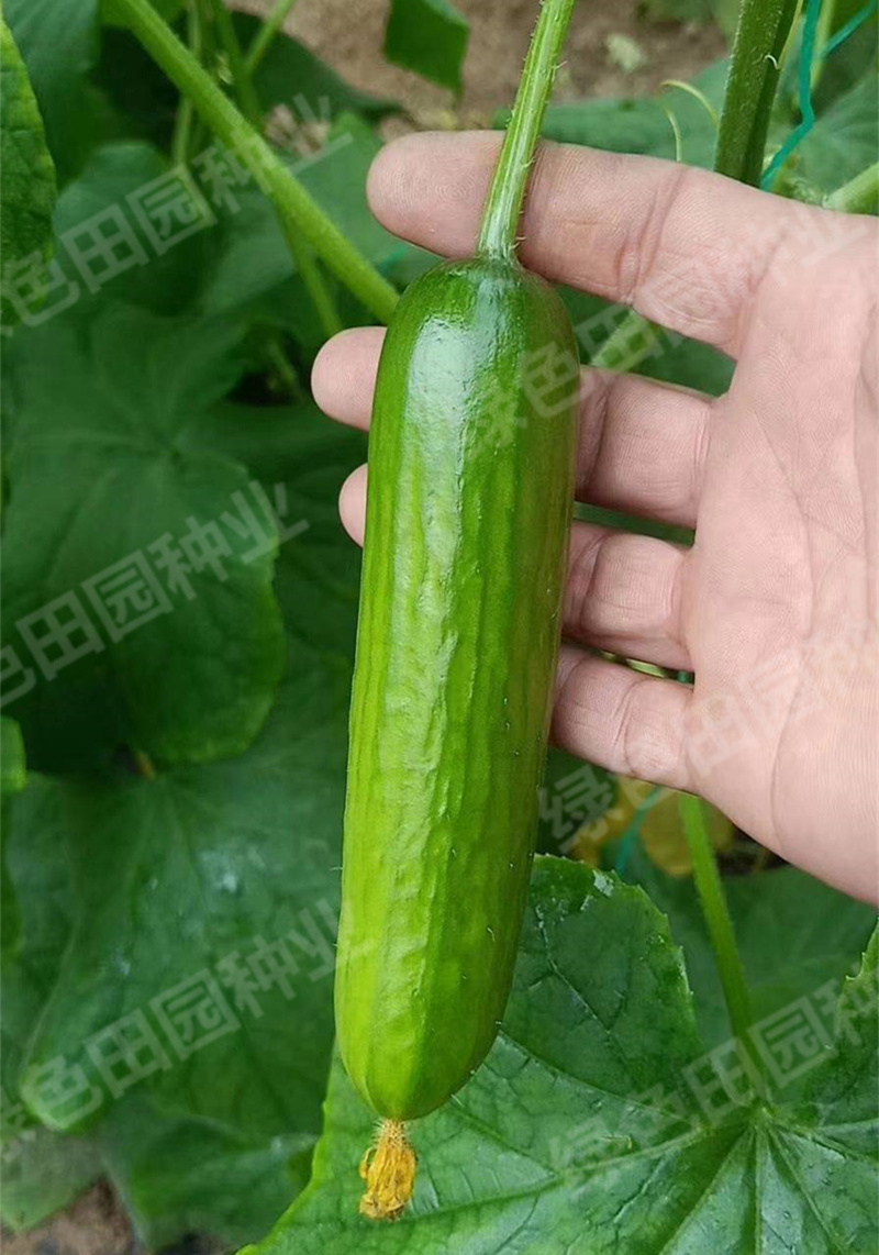 种子无刺果肉脆甜一节一瓜抗病高产果蔬春秋播孑翠绿水果黄瓜3包实惠