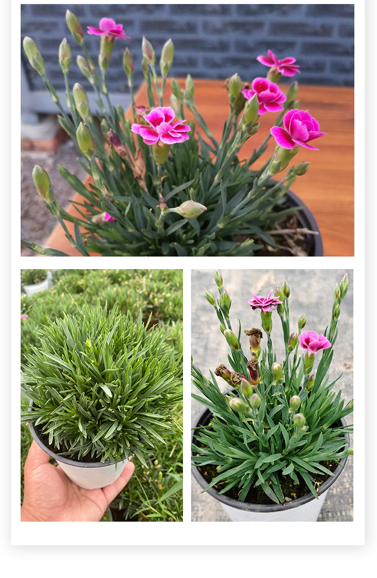 高山石竹初吻欧石竹粉贝耐寒庭院耐热地被初吻石竹带盆栽好