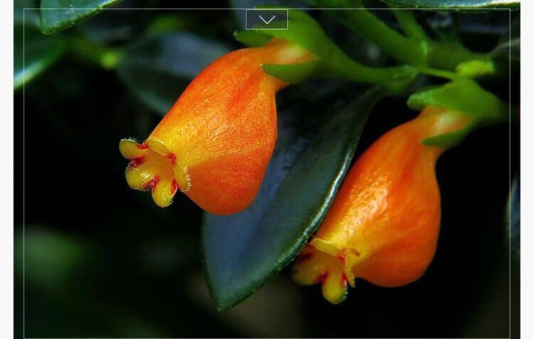 小金鱼绿植金鱼花吊兰盆栽四季观花植物办公室内花卉