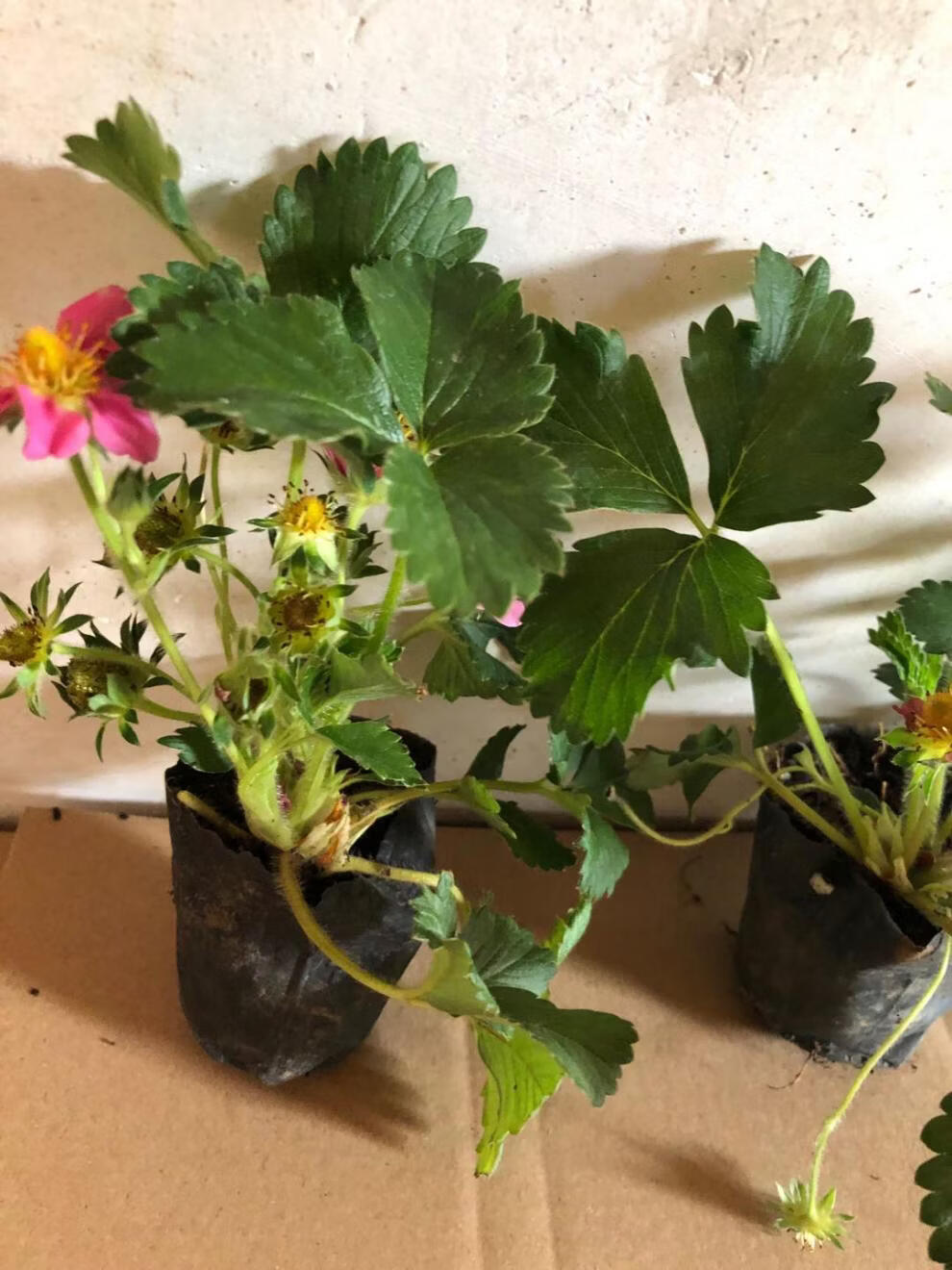 托斯卡纳红花草莓苗盆栽穴盘苗绿色有机水果苗四季阳台庭院果树 红花
