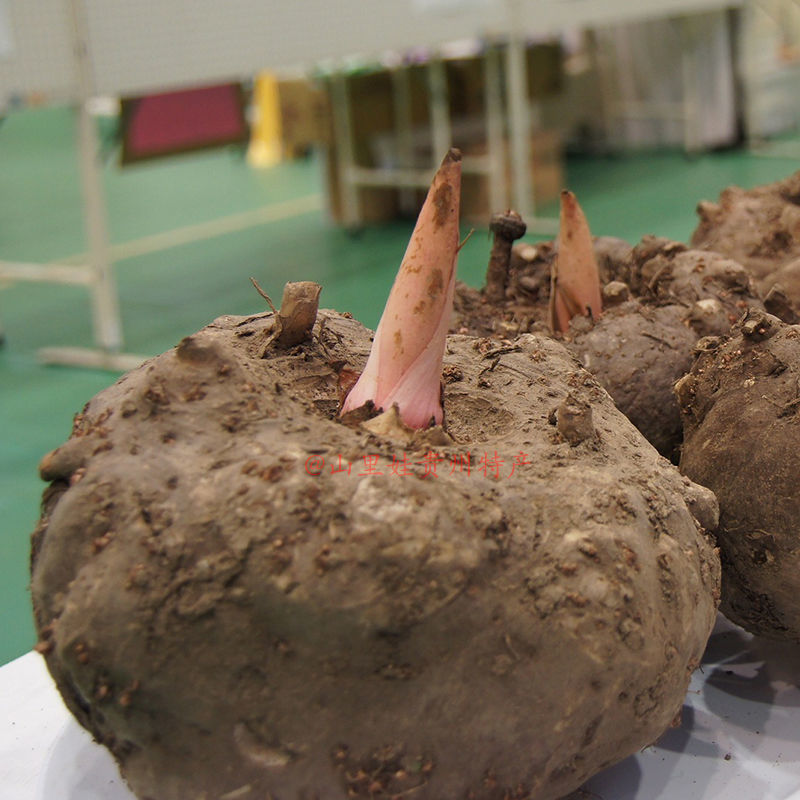 【年货精选】新鲜魔芋头生魔芋新鲜天然湿蒟蒻白魔芋自制豆腐原料蔬菜