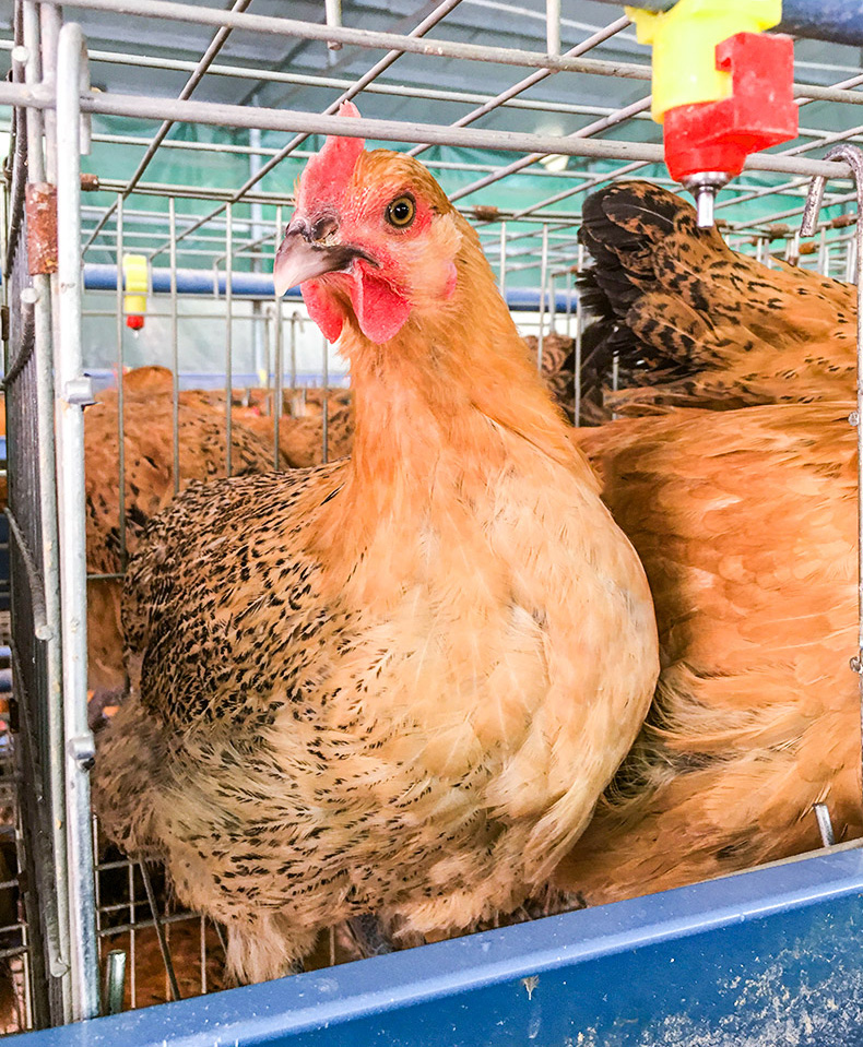 vieruodis九斤红土鸡大型种蛋受精蛋可孵化小鸡种蛋20枚