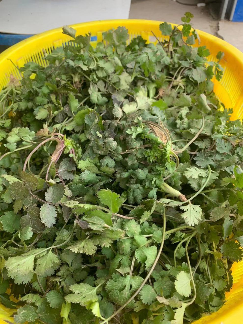 香菜新鲜1/4斤农家露天香菜农村陆地香菜蔬菜芫荽 净重3斤超值装