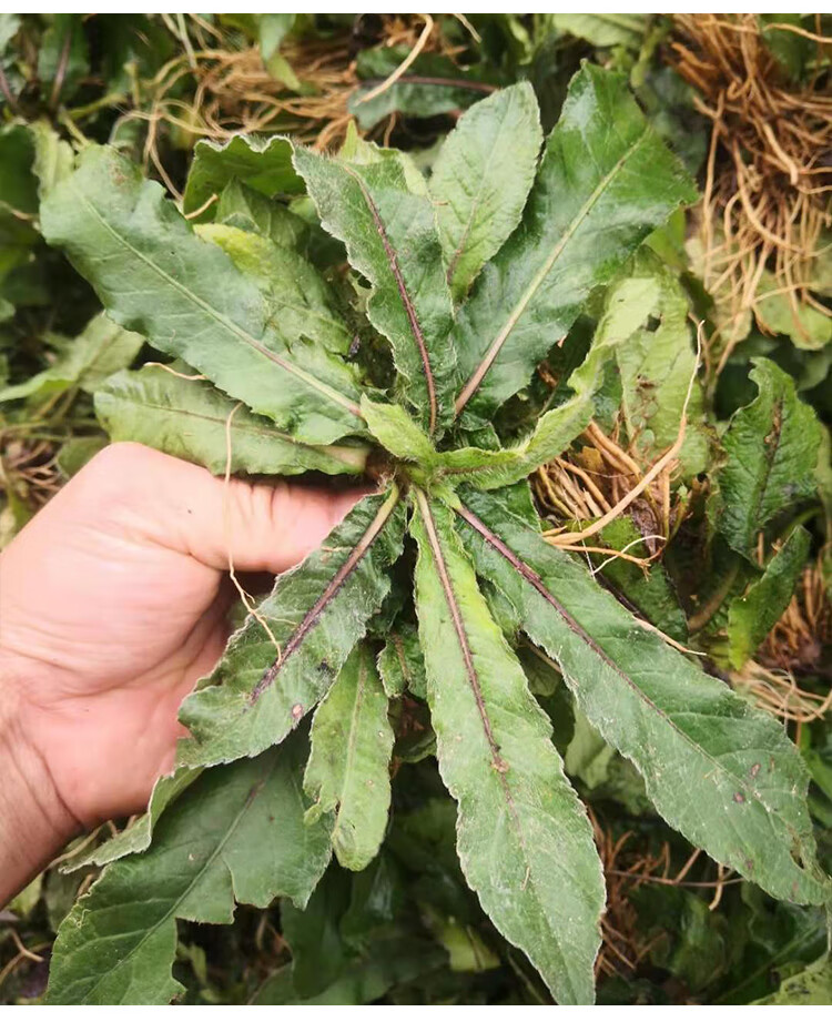 深汕地胆草 地斩头 新鲜中草药地胆头 苦地胆 牛托鼻 牛契埔500克 干