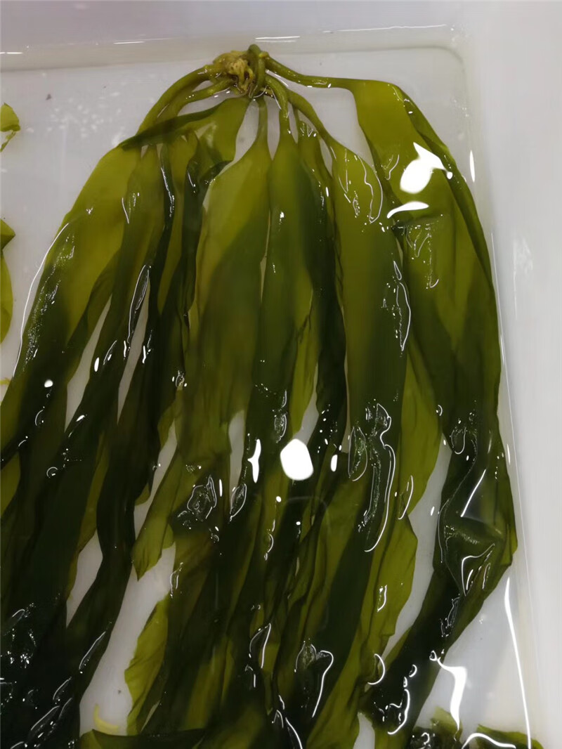 霞浦海带苗嫩新鲜海带芽小海带凉拌火锅三秒熟1斤【图片 价格 品牌 报