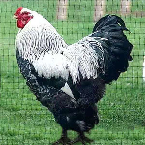 天弗新品婆罗门鸡小鸡脱温苗巨型鸡体型硕大梵天鸡幼苗养巨型婆罗门脱