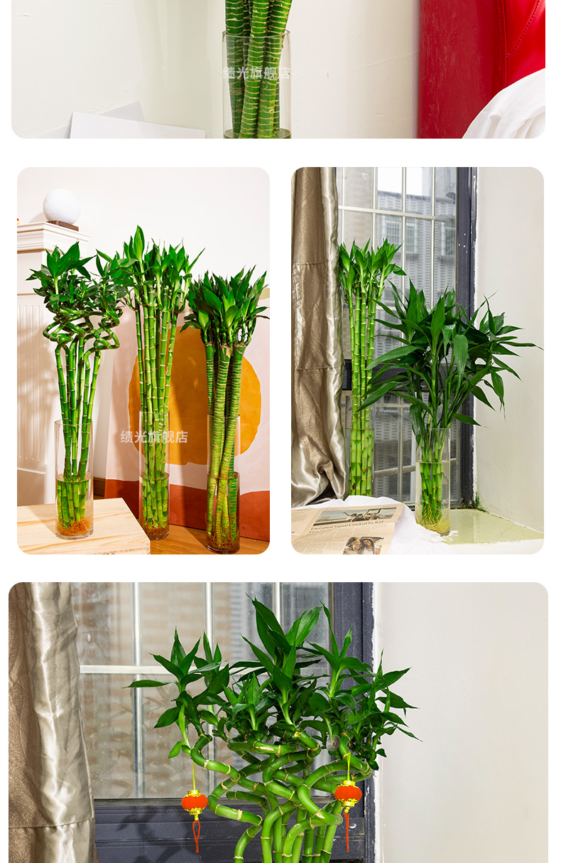 水竹开运竹子带根室内绿植水培植物花卉 【带根】多头龙竹-50厘米-6棵