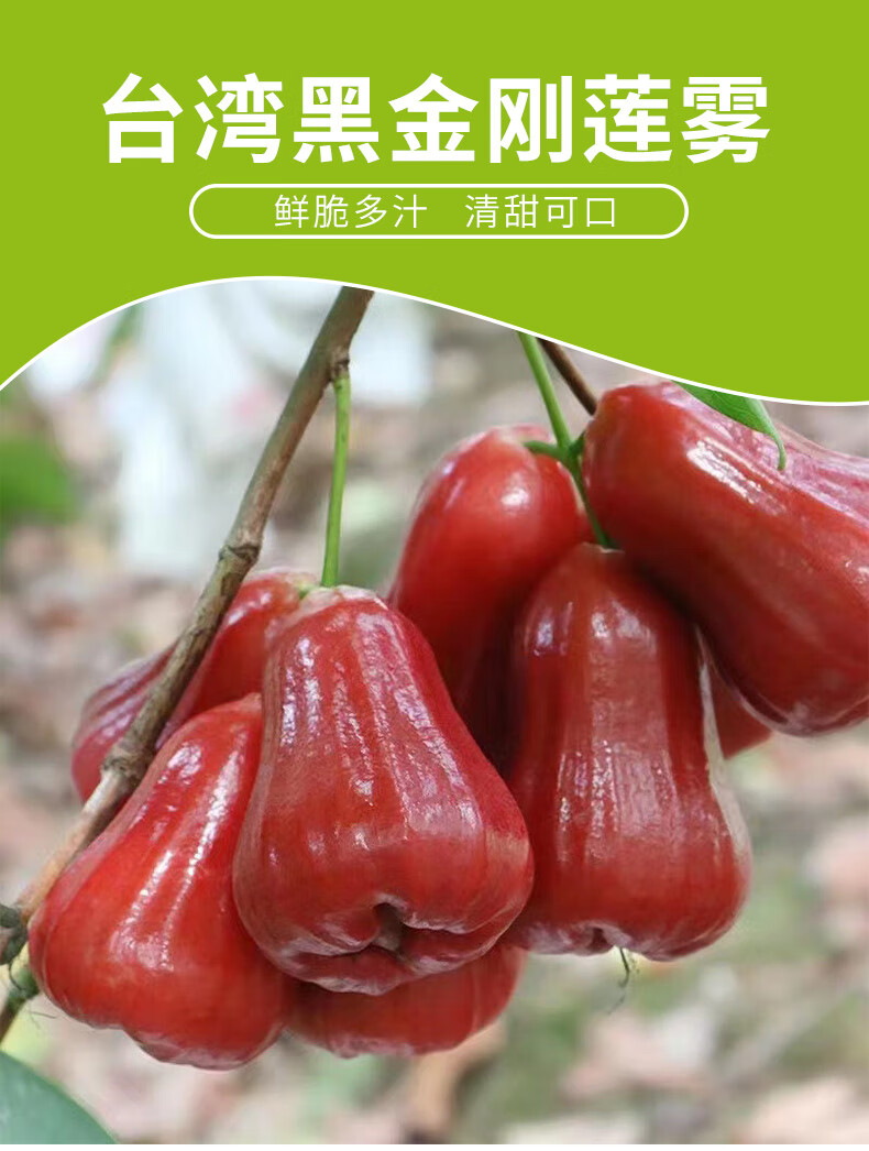 台湾莲雾蜜风铃黑珍珠黑金刚贵妃连雾雾莲果新鲜稀有热带水果 3斤装