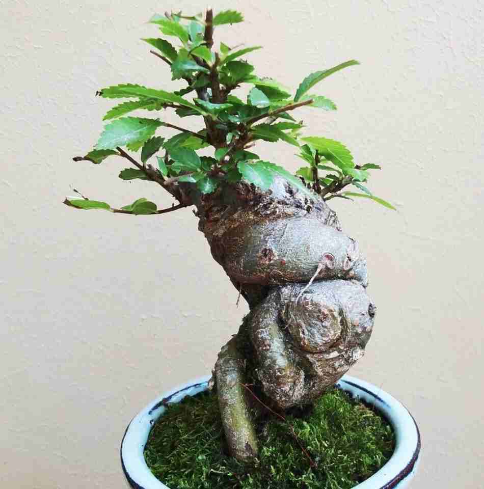 榆树盆景树桩榆树小树桩桌面室内种植四季常青带原土盆发货随机发货