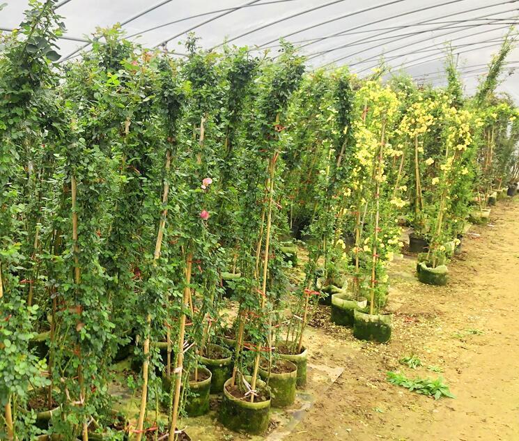 精选绿植木香花苗甜蜜红木香白木香黄木香四季七里香盆栽庭院浓香爬藤