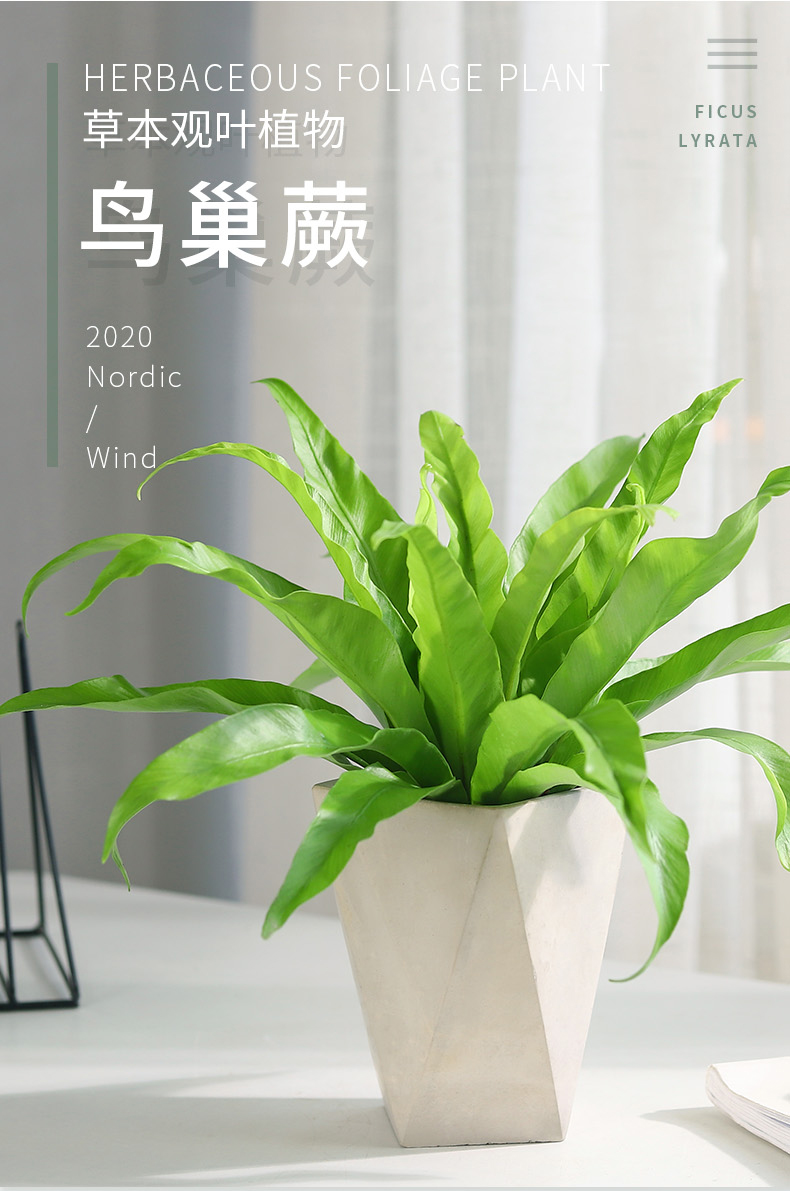鸟巢蕨盆栽蕨类植物室内北欧风四季办公室绿植新奇花卉 鹿角鸟巢蕨【