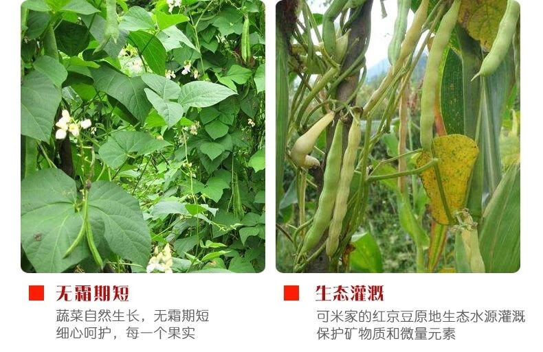 云南大红豆5红腰豆红芸豆 红芸豆五谷杂粮豆做酸菜红豆半斤 红豆5斤