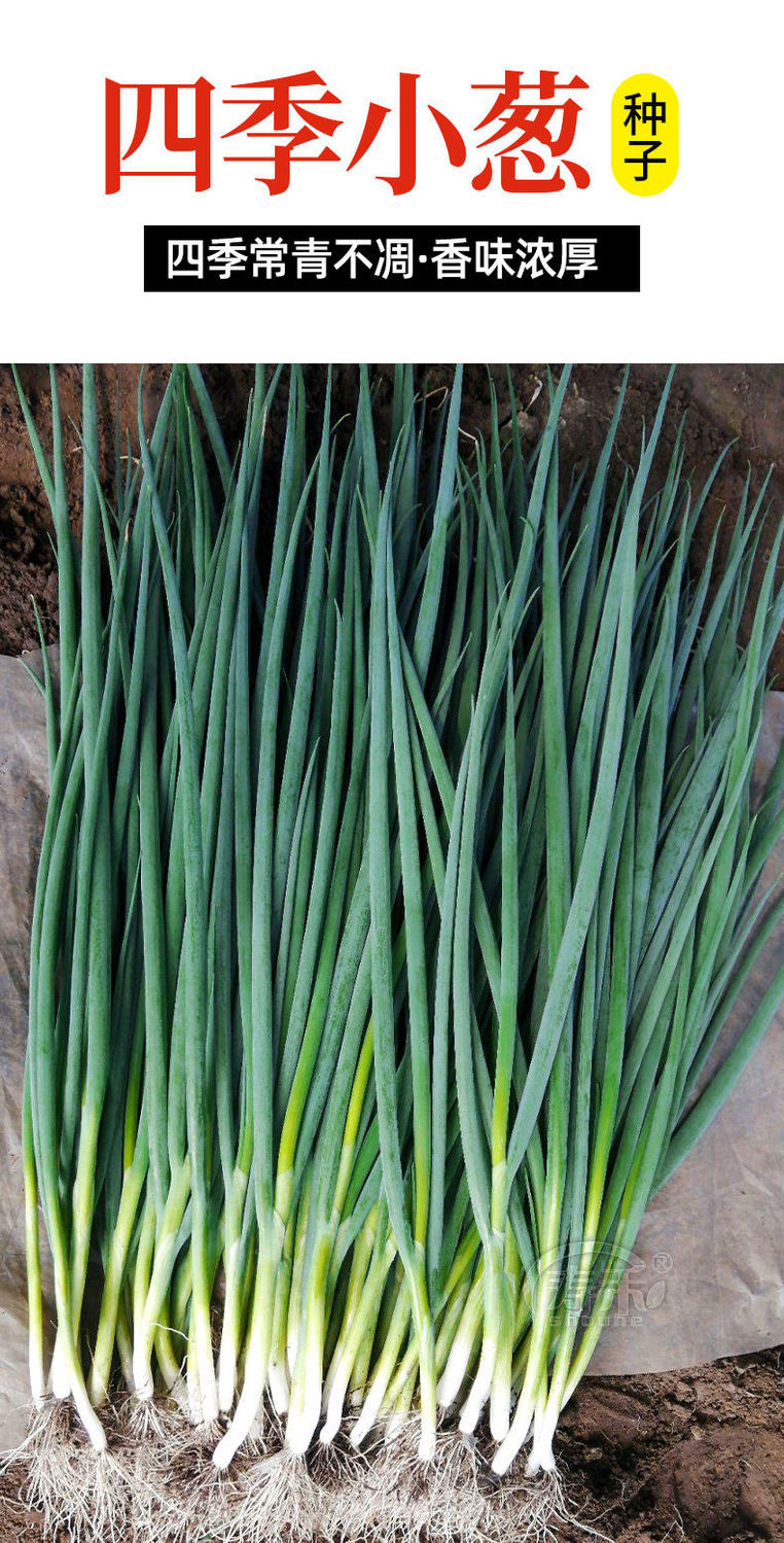 【梦里丹】四季红根小香葱种子盆栽葱种红葱小葱种籽春季秋季四季阳台
