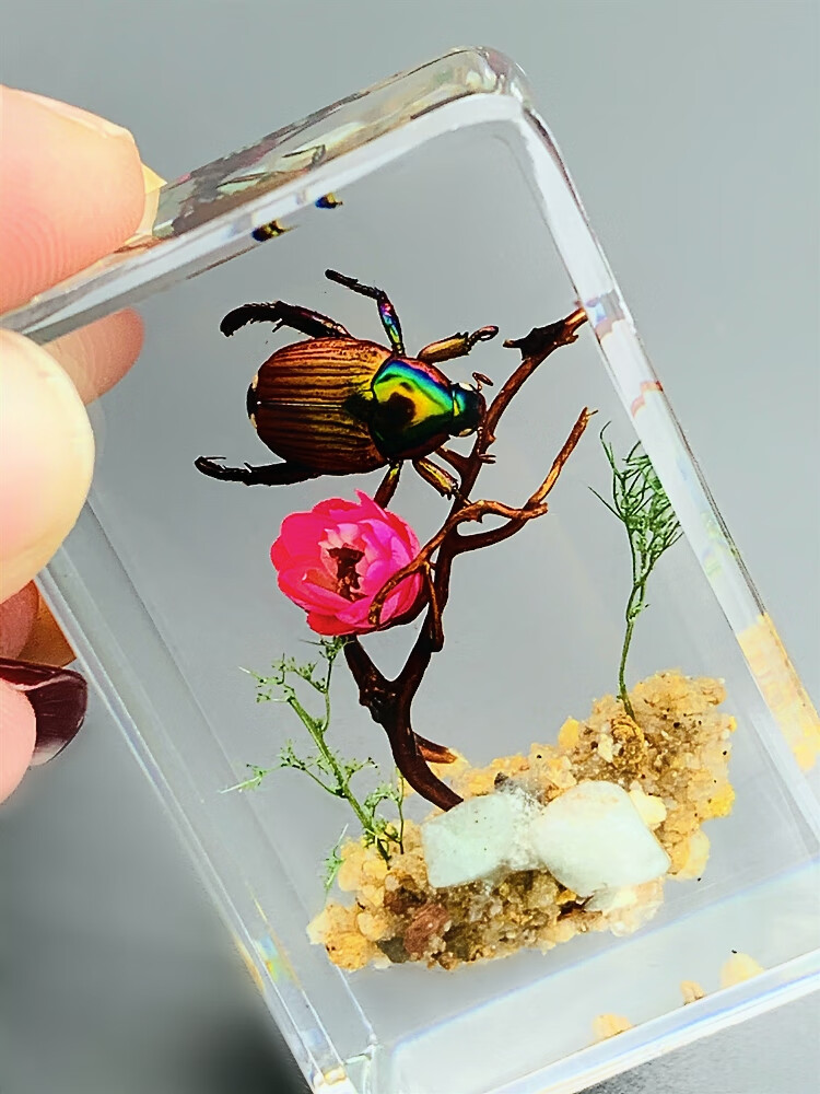 昆虫蝴蝶标本昆虫标本树脂海洋动物标本金龟子蚊子螃蟹甲虫蜘蛛真虫