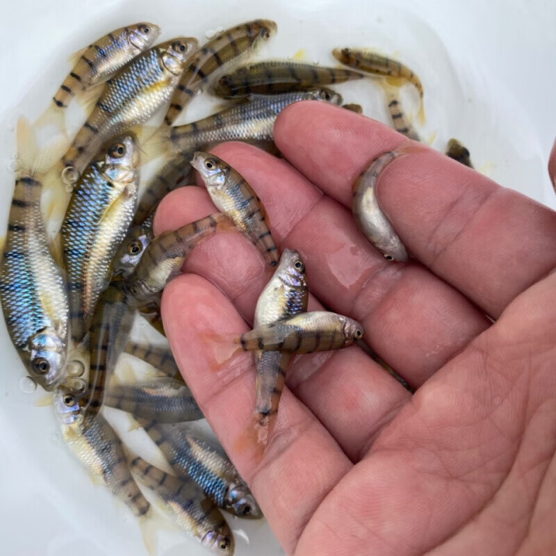 店铺推荐溪石斑鱼苗淡水光唇鱼苗原生养殖观赏溪流34厘米50条