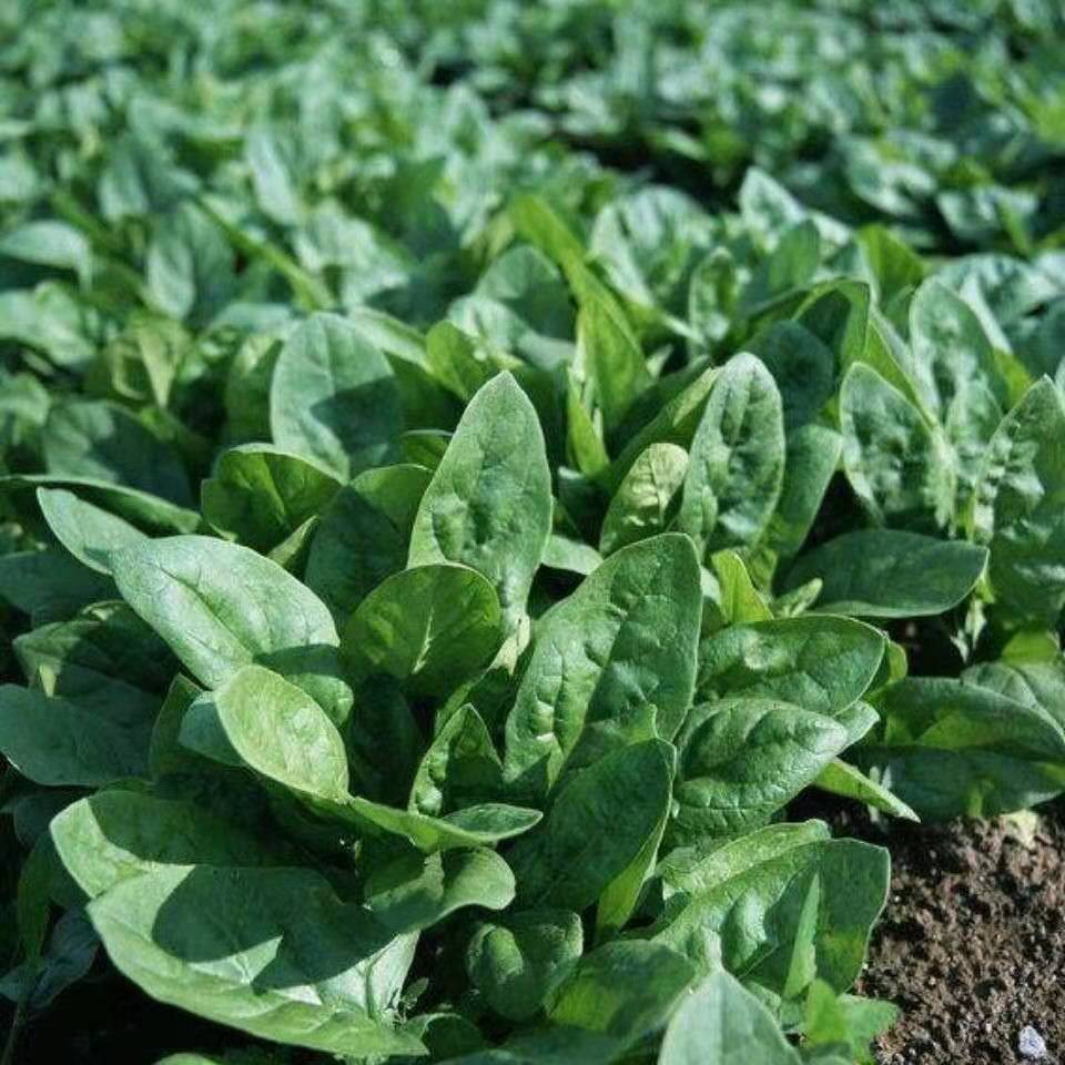 新鲜菠菜批发现挖现发霜打露天波菜农家自种矮杆红根菠菜当季菠菜1斤