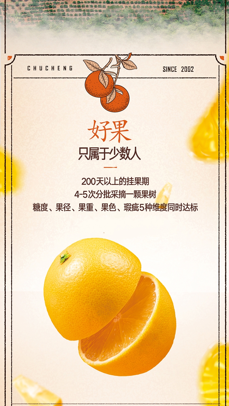 顺丰速运官方授权云南褚橙褚时建励志橙新鲜橙子10斤团购礼盒装储褚