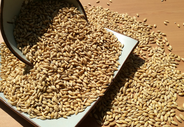 农带壳大麦粒5斤酿酒麦芽糖生大麦苗草种子榨汁炒大麦茶麦子