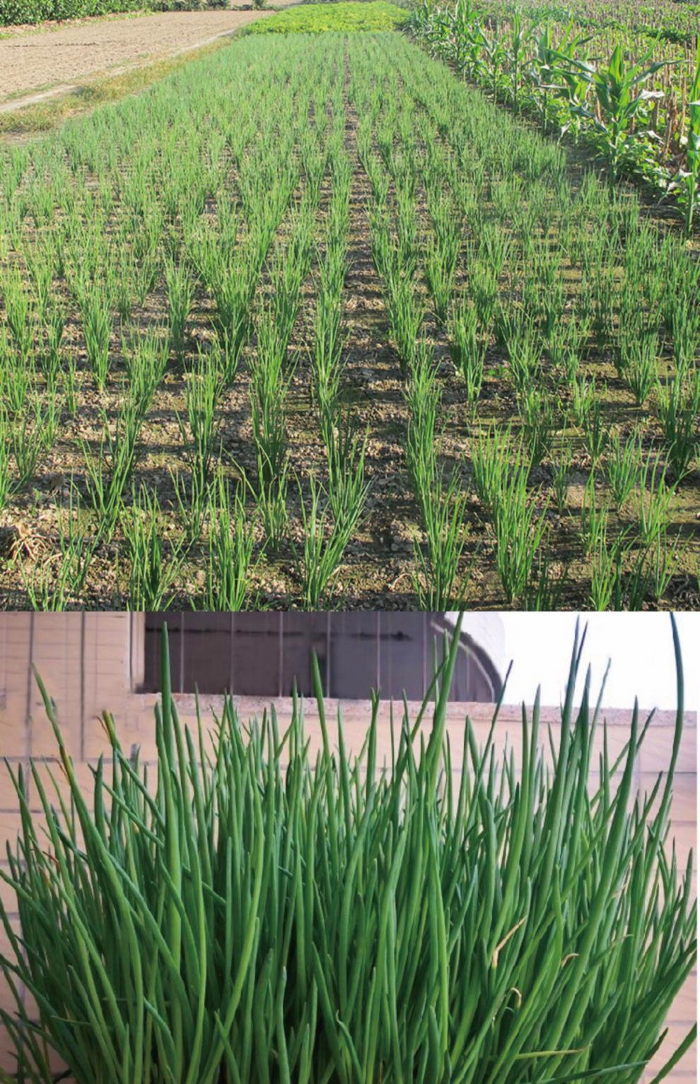 葱种籽香葱头红头葱籽老火葱头种子四季小香葱种阳台种菜蔬菜种苗红