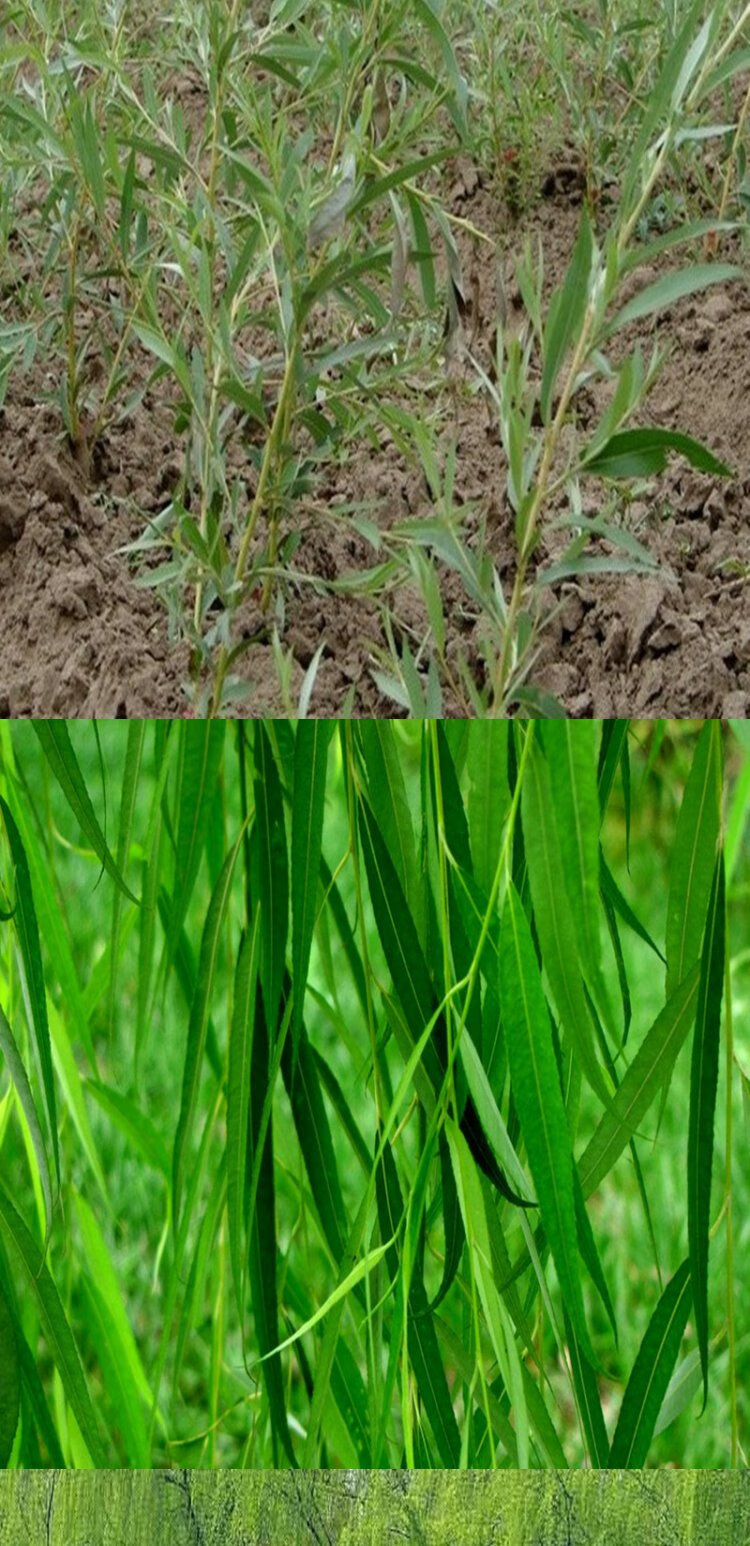 黄金柳金丝垂柳小苗柳树枝条垂杨柳树苗垂柳苗竹柳树苗行道苗木 5公分