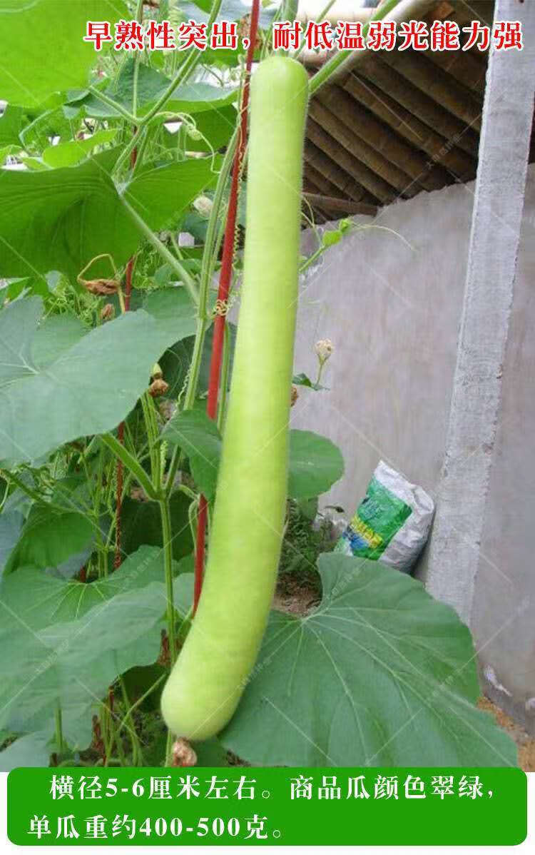 梦里丹经典老瓠子种子长瓜瓠子种子有机瓠子蔬菜葫芦