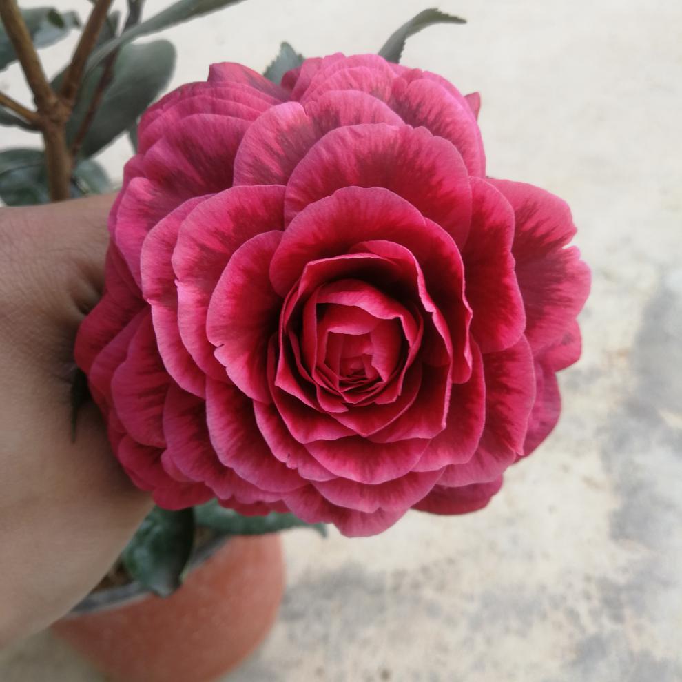 红叶贝拉纯色茶花紫叶贝拉名贵茶花苗品种带花苞纯色巨大型花5年苗含