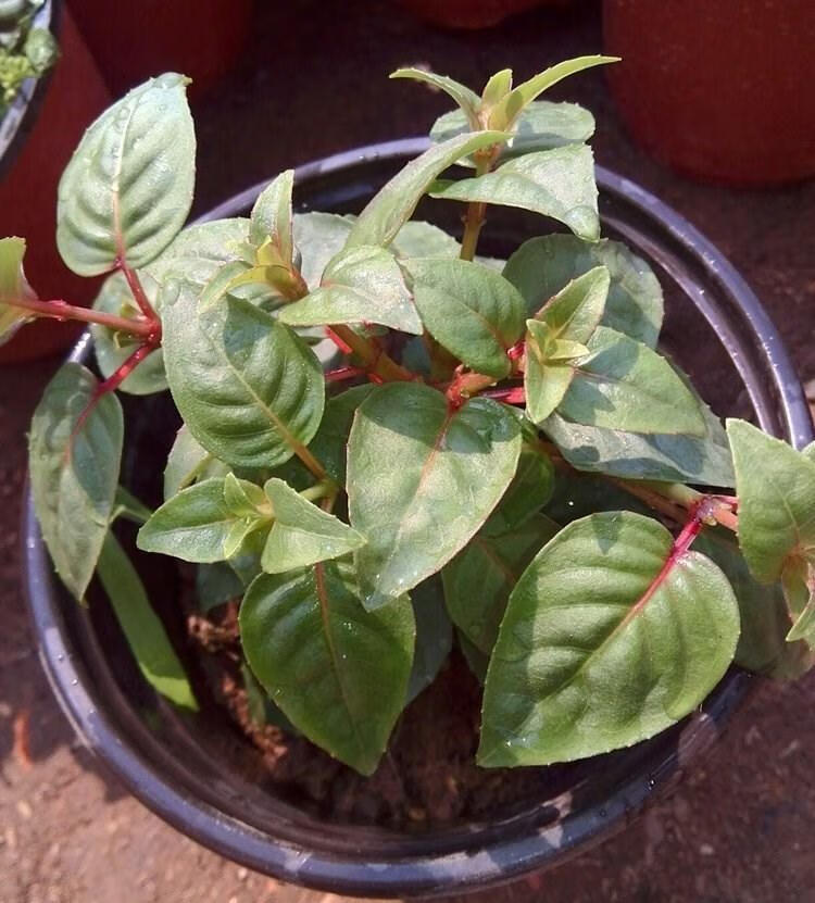 倒挂金钟宝莲灯盆栽苗室内绿植灯笼花盆栽苗吊钟海棠花苗大红花带原盆