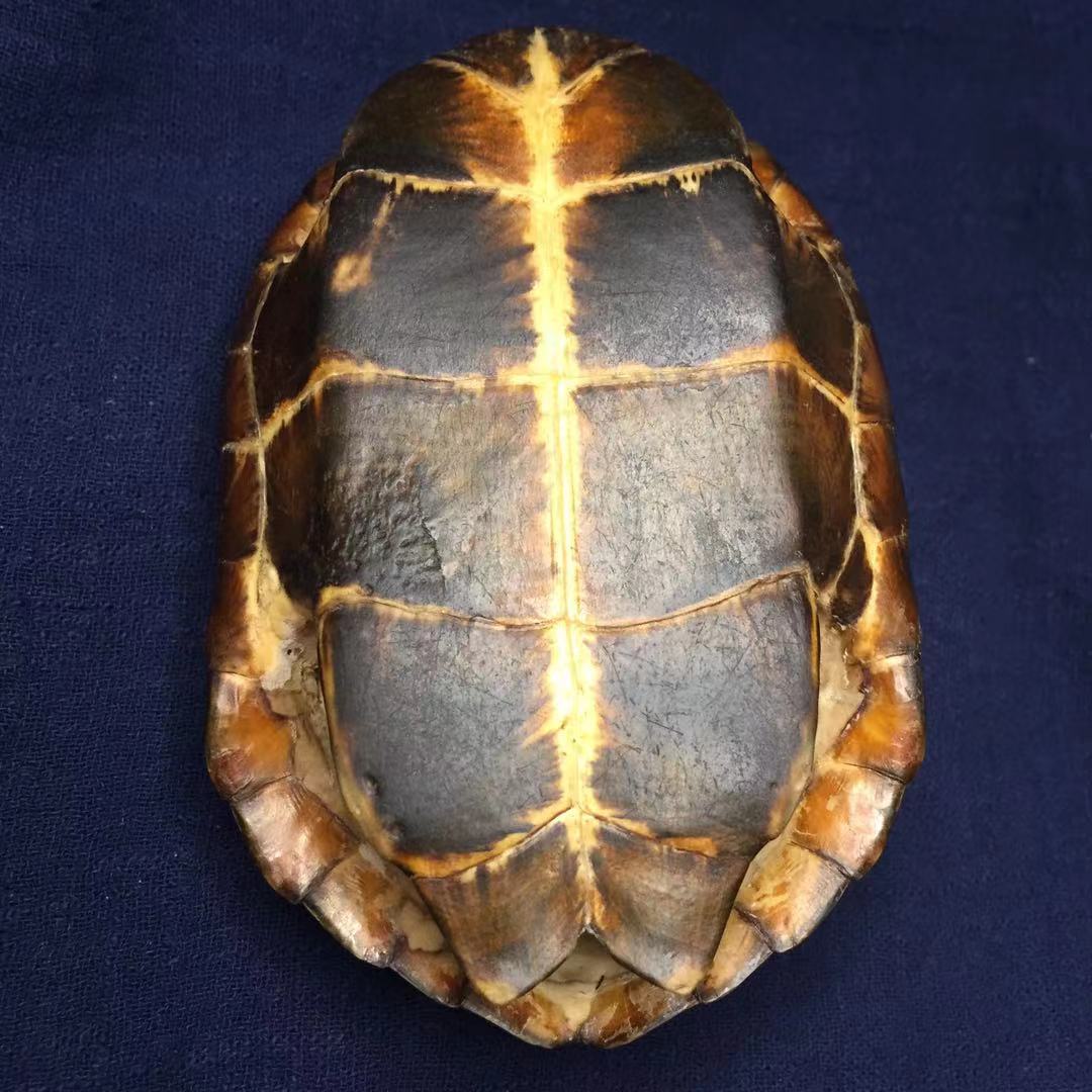 龟趣天然完整干净真乌龟壳文玩手把件家居客厅摆件送礼桌面中式17厘米