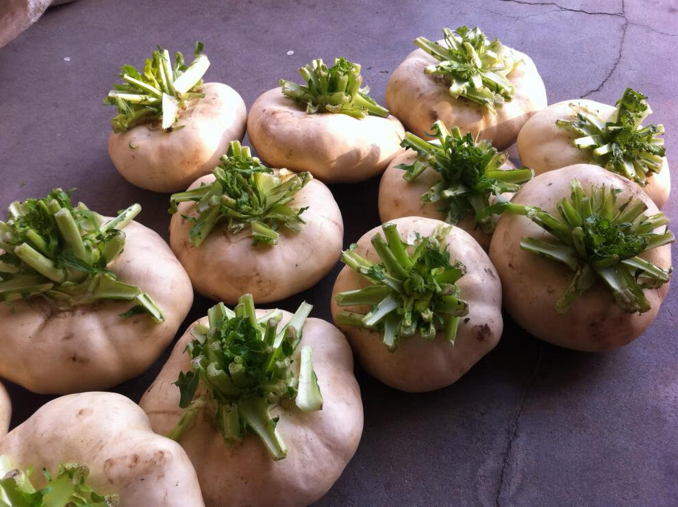 温州特产农家新鲜盘菜头 扁萝卜大头菜 盘菜5斤装多省 2500g