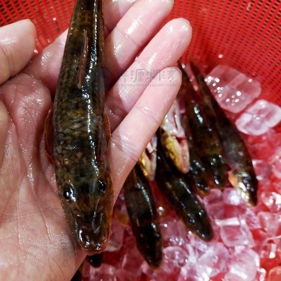 鲜源澜湾溪石斑光唇鱼棍子鱼船丁鱼现拍现杀破膛溪石斑一斤棍子两斤溪