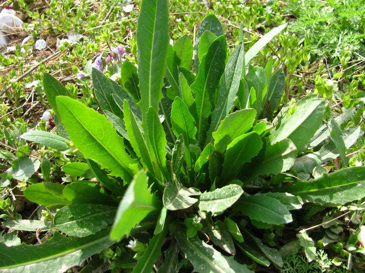 播种苦麦菜种子食用天然野菜蔬菜籽香草苦麻菜芥菜马齿苋种子野生苦麦