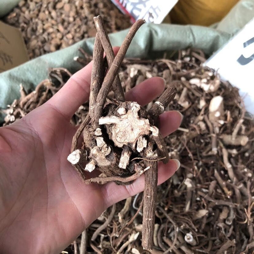 凯史甘斯 朱砂根中药材小罗伞 血党 珍珠盖凉伞斑叶朱砂根山血丹小