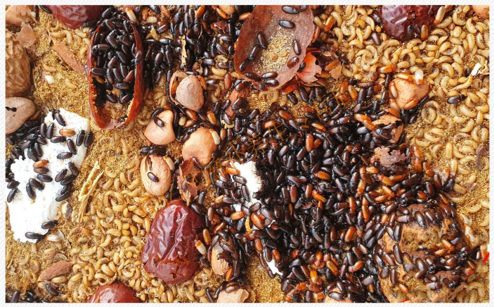 九龙虫 九龙虫活体虫 洋虫 宠物虫 长命虫 九龙虫幼虫10克赠280克食物