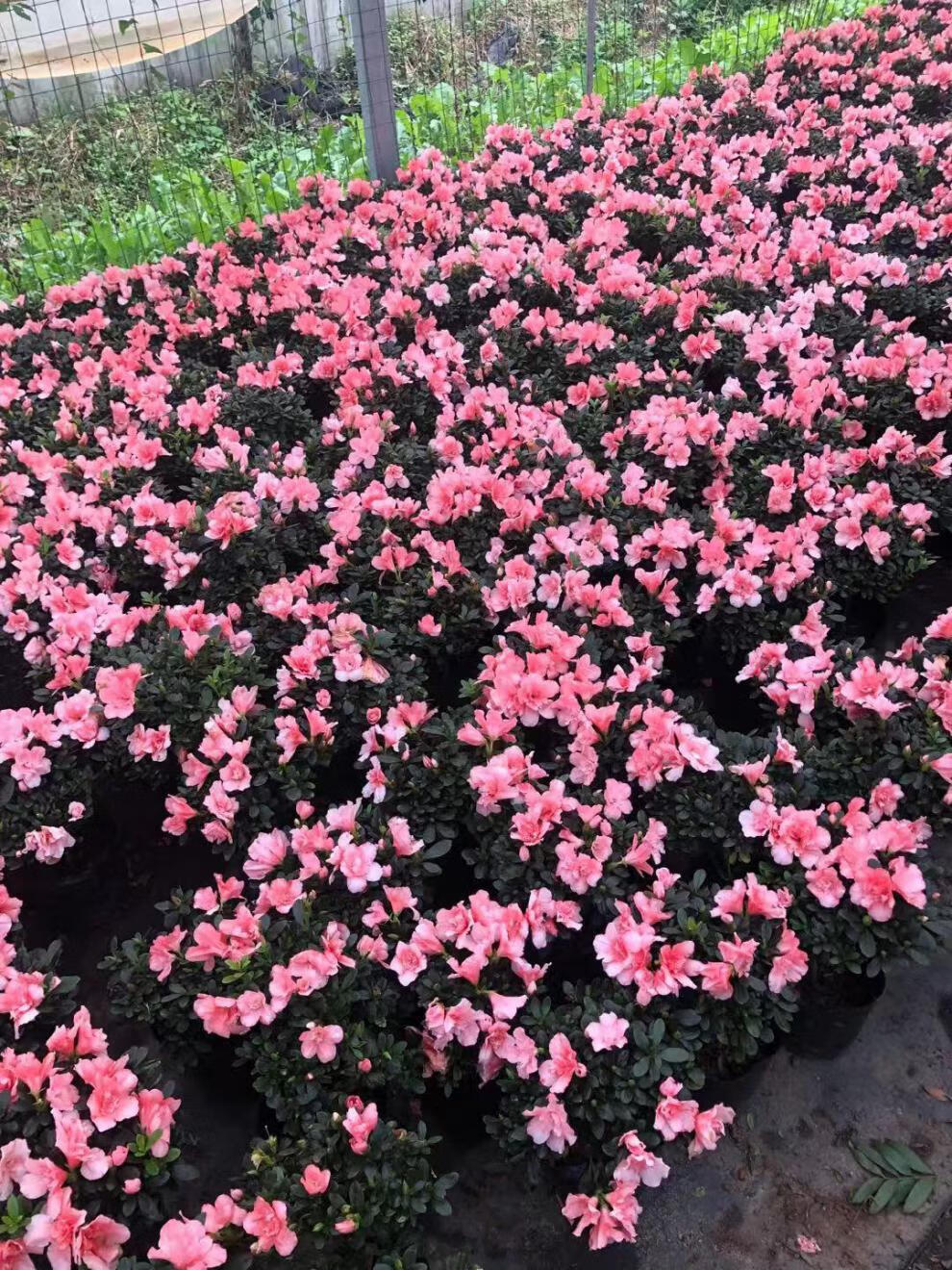 四季开花映山红杜鹃zu盆栽室内庭院植物杜娟花树状盆带花苞发货红色10