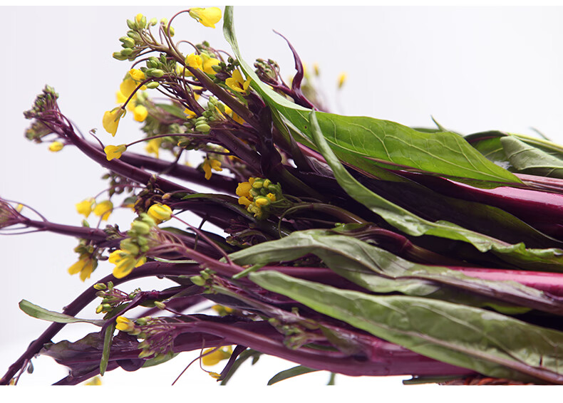 湖北武汉洪山红菜苔新鲜蔬菜菜农家自种菜心苔菜青菜5斤1500g