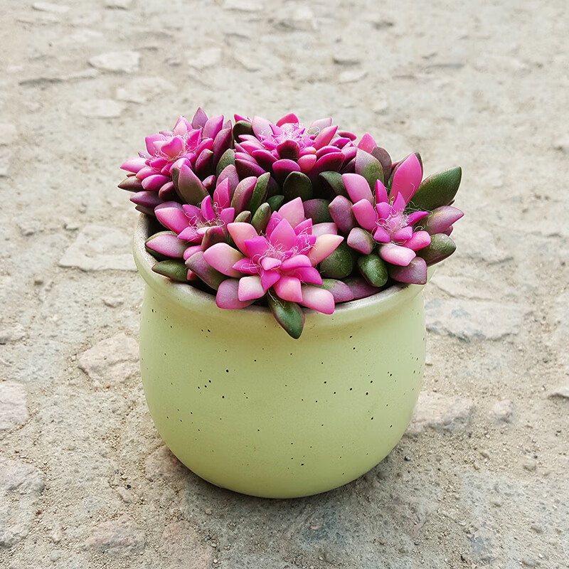 卡日松锦多肉植物群生多头肉肉花新手好养 卡日松锦蝴蝶结瓷盆 带盆栽