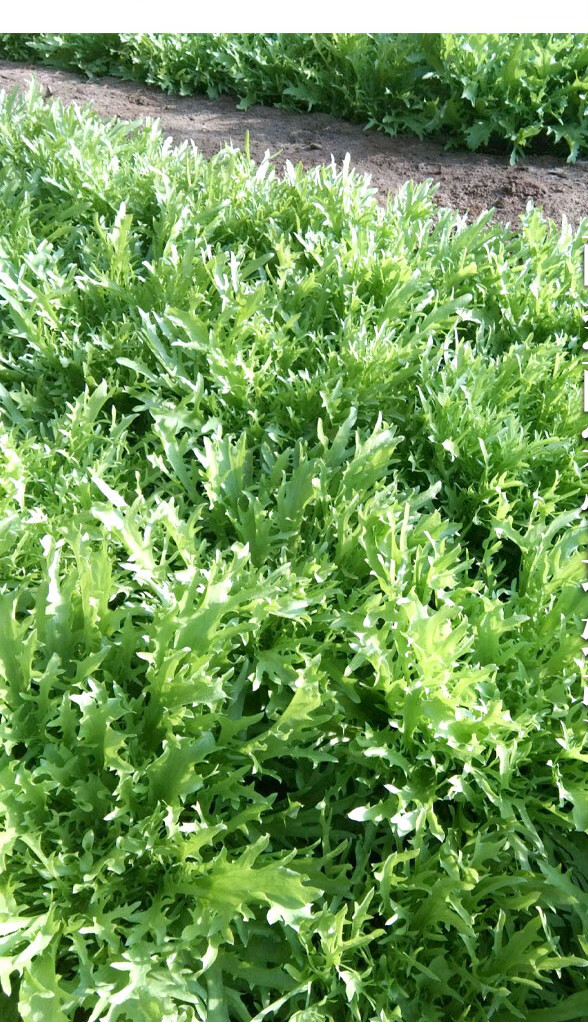 当季新鲜苦苣细叶苦菊苦菜农家蔬菜黄心苦菊宝宝孕妇火锅食材 生鲜 3