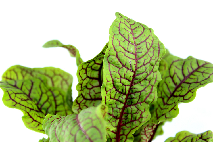 新鲜红脉酸模叶1盒40片 红酸模草酢浆草食用花酒店摆盘装饰酸膜叶