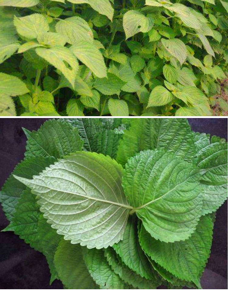 绿苏子种籽 绿苏种子 绿苏叶种籽 草本中药材中草药野菜特色蔬菜 绿