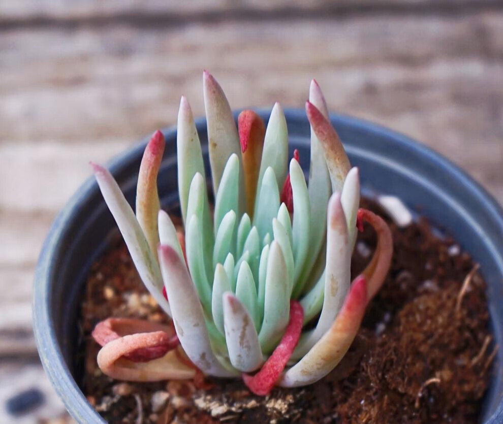 拇指仙女杯苹果叶多肉植物奴婢吉娜爱杜丽丝初霜仙女杯白菊饺子皮z5