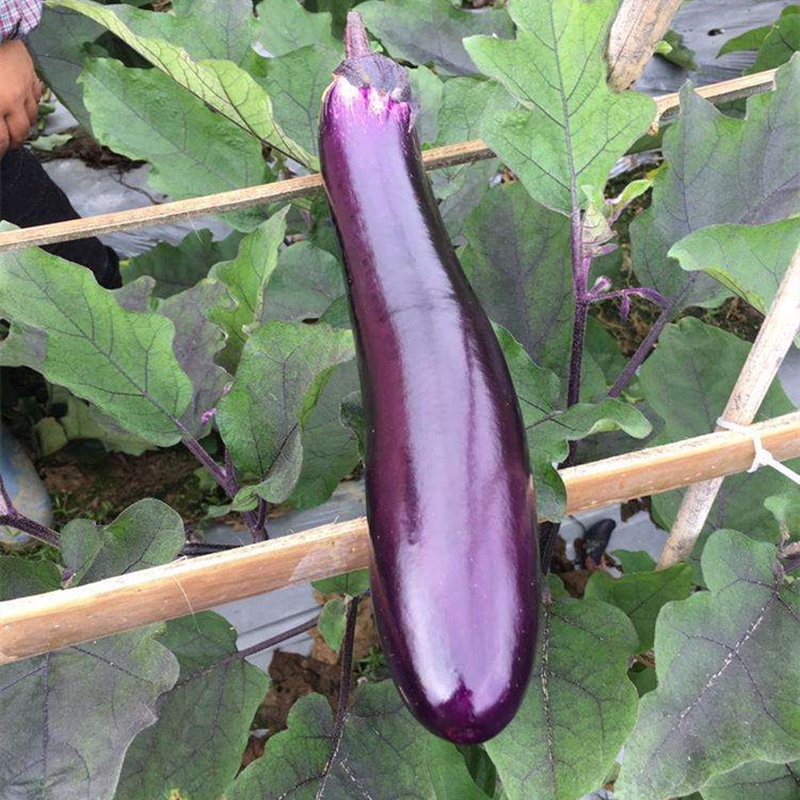 紫红长茄种籽广东粤茄红紫龙茄子种子春秋季阳台盆栽早熟茄果蔬菜东方